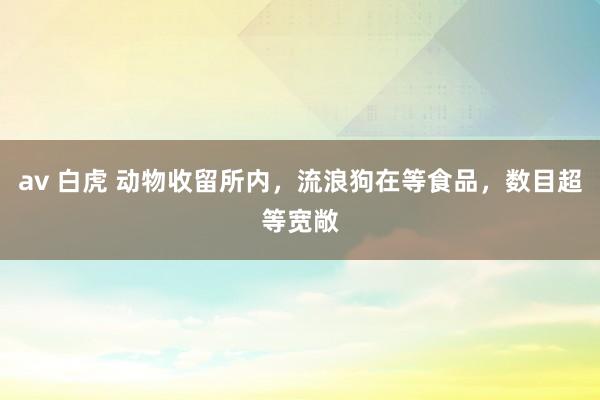 av 白虎 动物收留所内，流浪狗在等食品，数目超等宽敞