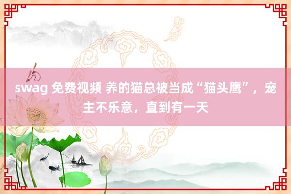 swag 免费视频 养的猫总被当成“猫头鹰”，宠主不乐意，直到有一天