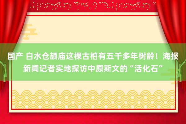 国产 白水仓颉庙这棵古柏有五千多年树龄！海报新闻记者实地探访中原斯文的“活化石”