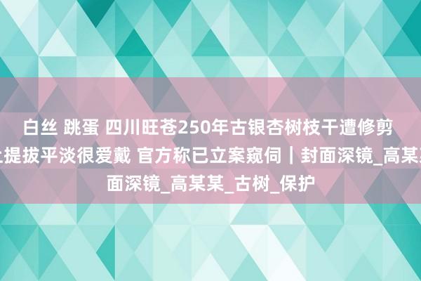 白丝 跳蛋 四川旺苍250年古银杏树枝干遭修剪 村民：系祖上提拔平淡很爱戴 官方称已立案窥伺｜封面深镜_高某某_古树_保护