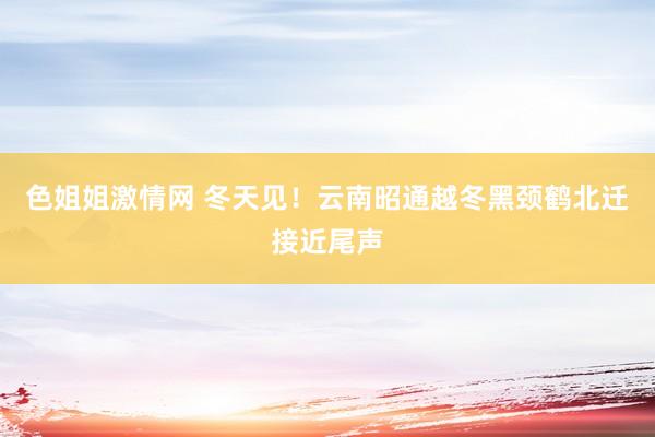 色姐姐激情网 冬天见！云南昭通越冬黑颈鹤北迁接近尾声